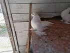 Статные голуби (омские) Продам