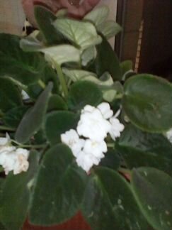 Продам листики фиалки с корнями