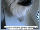 Потерялась собака пекинес 10 лет. Нашедшим вознагр