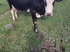 Продам коров