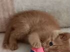 Рыжий котенок в добрые руки объявление продам