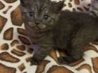 Британская короткошерстная кошка объявление продам
