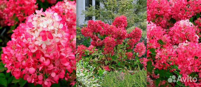 Гортензия Даймонд Руж