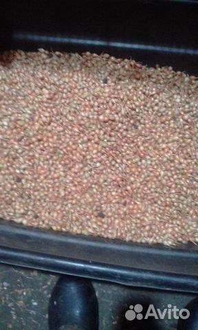 Лук севок Штутгартер