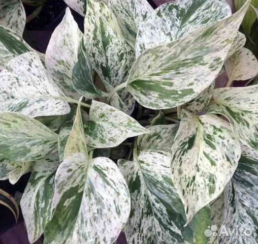 Сциндаптусы, монстеры и других домашних растений