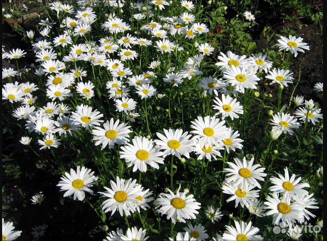 Ромашки садовые ранние