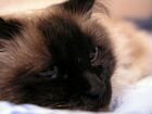 Балинезийская кошка(ищем котенка) объявление продам