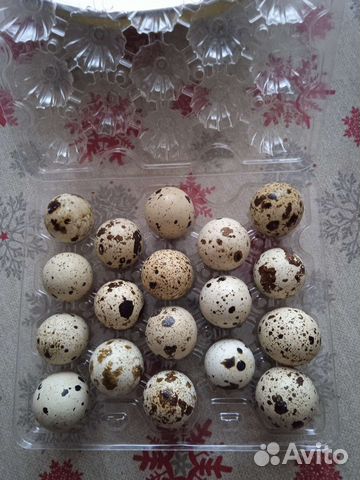 Яйцо перепелиное с доставкой