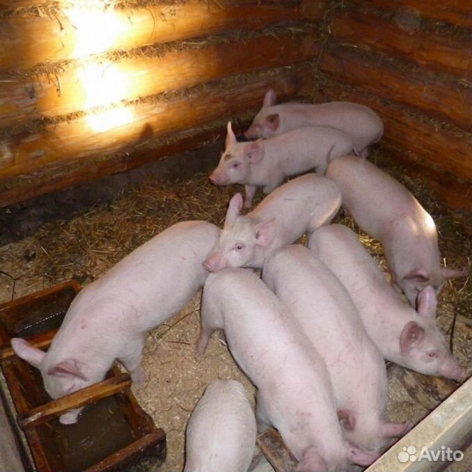 Авито животные поросята купить. Где живут свиньи домашние. Купить поросят в Павловском районе. Купить белых поросят Порхов недорого от производителя. Куфар Брест купить поросят.