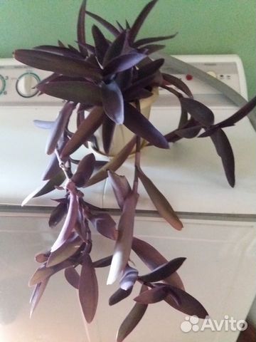 Комнатные цветы разные