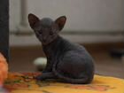 Котёнок серенький корниш-рекс объявление продам