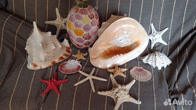 Коллекция морских Ракушек