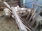 Овцы, на мясо или разведение объявление продам