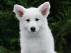Белая швейцарская овчарка щенок девочка объявление продам