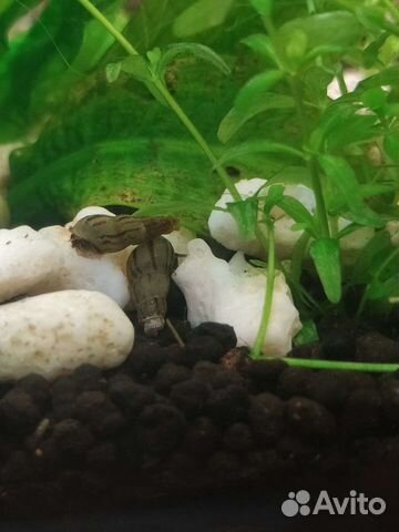 Улитки и растения аквариумные