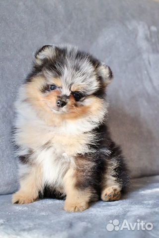 Померанский Шпиц девочки