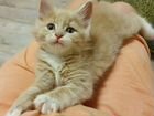 Котенок мейн-кун объявление продам