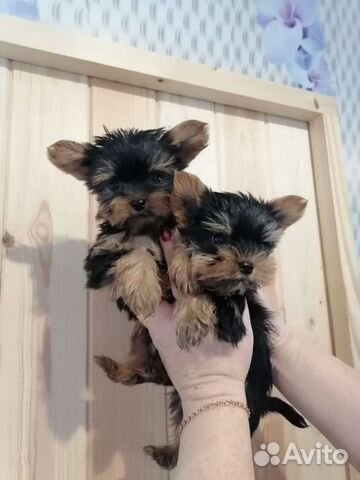 Йоркширский терьер щенки