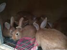 Кролики породы Бургундский и нзб объявление продам