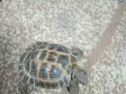 Черепаха сухопутная торг объявление продам