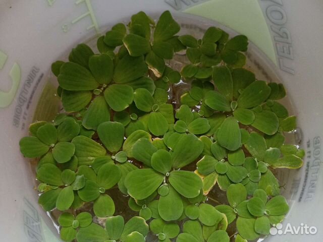 Пистия (аквариумное растение)