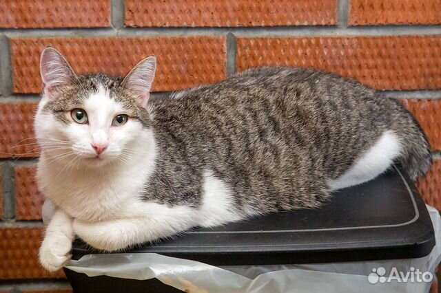 Котик 1 год Дарсик кастрирован, привит в квартиру