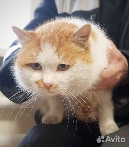 Кот Дон Батон, 3 года