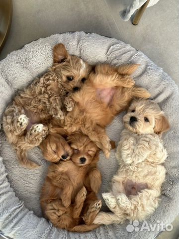 Мальтипу микро мини и стандарт