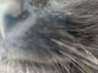 Кот сибирской породы объявление продам