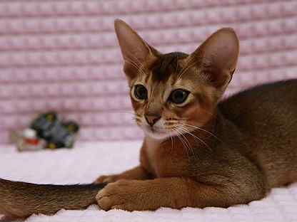 абиссинская кошка сколько стоит в нижнем новгороде