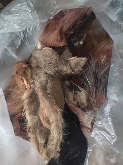 Мясо для собак