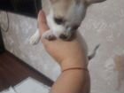 Маленькая собака чихуахуа объявление продам