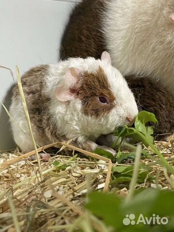 Морские свинки питомник