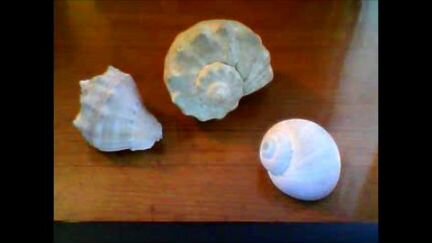 Морские ракушки