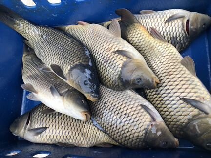 Карп живой оптом