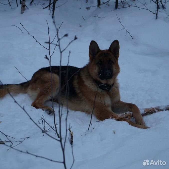Зоозащитница. Алабай черного окраса. Собаки печора. Собаки печора. Моня собака.