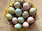 Несушки с цветным яйцом продам