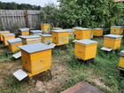 Пчелы и улья объявление продам