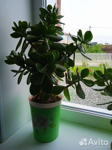 Продам цветок Толстянку