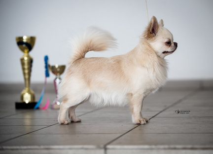 Чихуахуа кобель для вязки