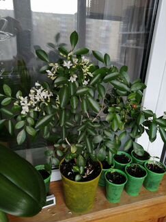 Муррайя, или апельсиновый жасмин