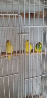 Волнистые попугаи