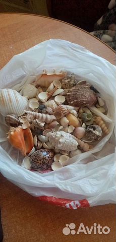 Морские ракушки раковины