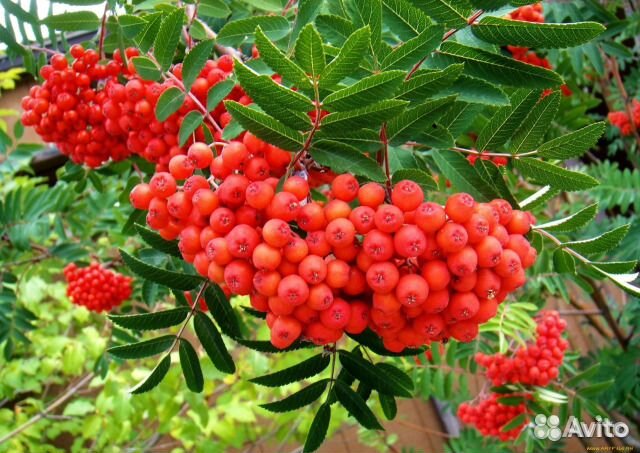 Саженцы рябины, шиповника, туя