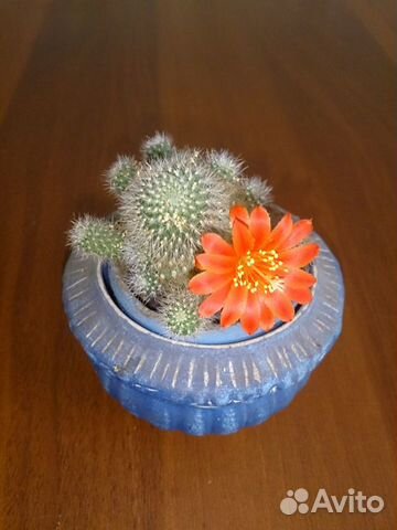 Кактусы Ребуция, столетник