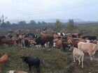 Коровы телки бычки объявление продам