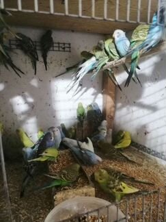 Попугай волнистый, корелла, амадины, неразлучники