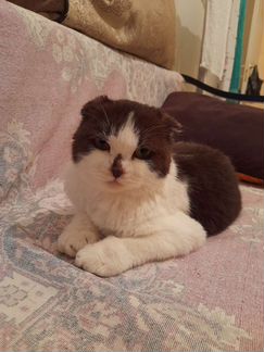 Кошки породистые бесплатно