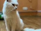 Кошка турецкой ангоры объявление продам