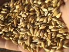 Зерно ячмень,пшеница